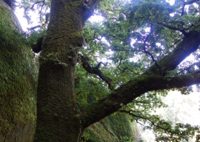 DSC03704-400x284