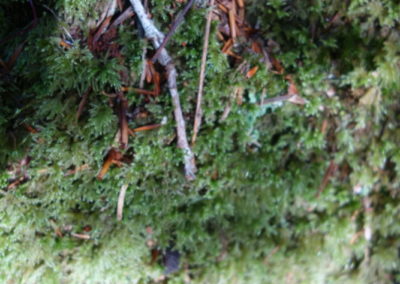 DSC03733-400x284