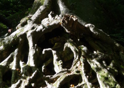 DSC03744-400x284