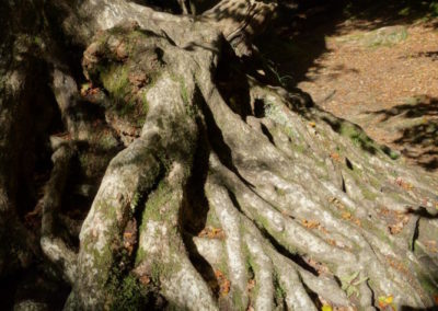 DSC03745-400x284