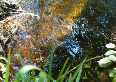 DSC03757-400x284