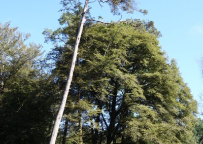 DSC03762-400x284