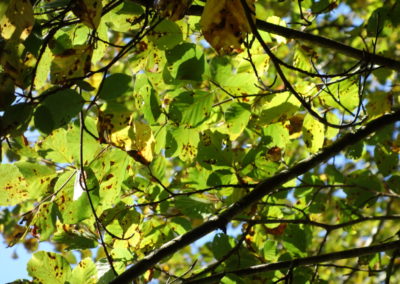 DSC03789-400x284