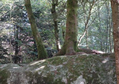 DSC03794-400x284